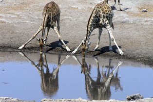 DSGK--giraffen in spiegelbeeld