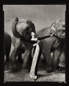 Avedon(olifant-opnieuw)