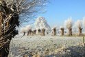B.Geerligs.19-1-08-0836